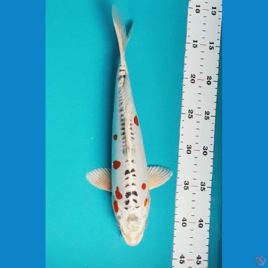 kiko antik 30cm male