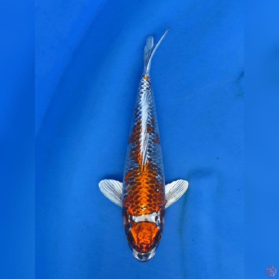 29cm - BENI ginga