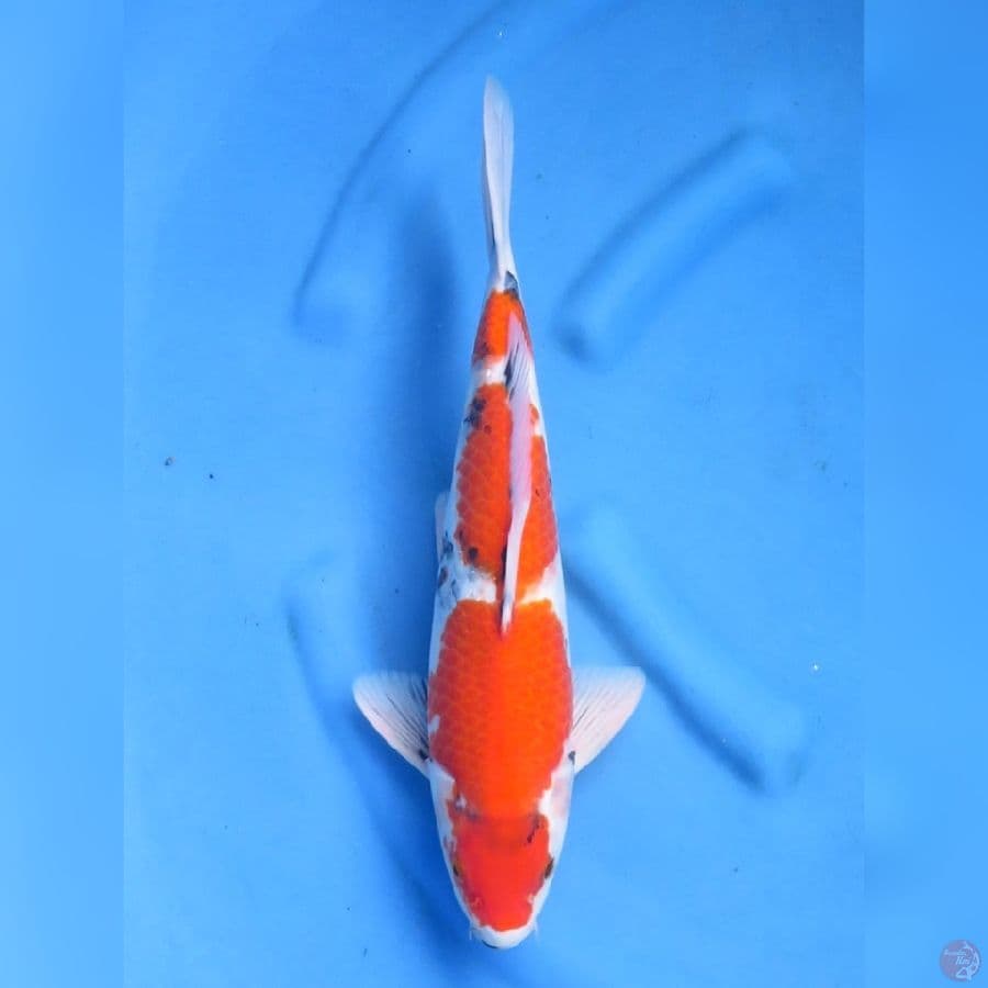40cm - Male Showa Evolution F1