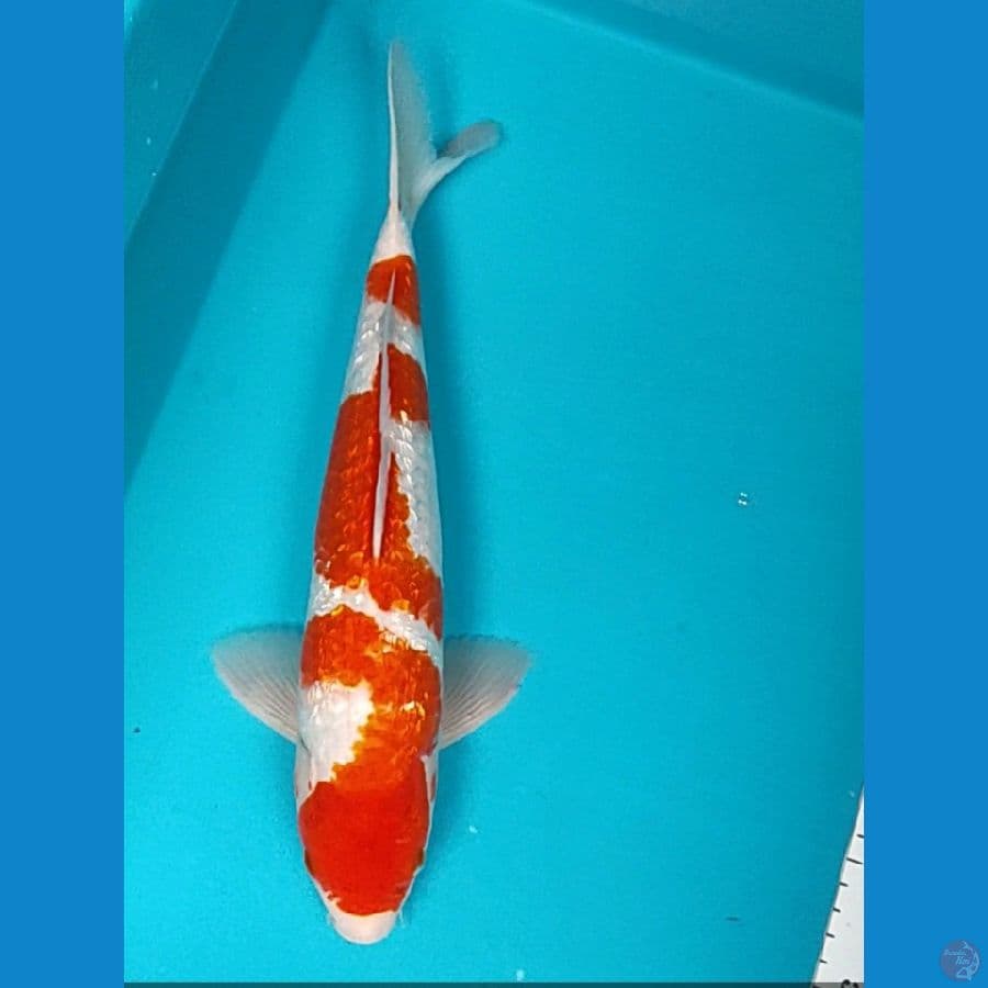 kohaku strong 35cm male
