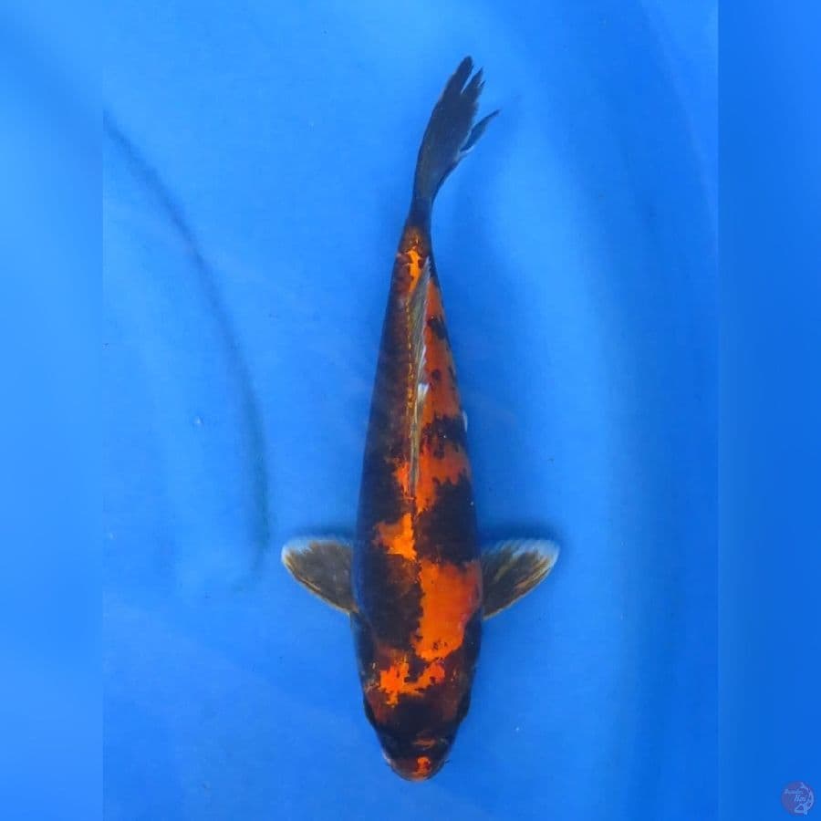 30cm - Hikari Utsuri SQ