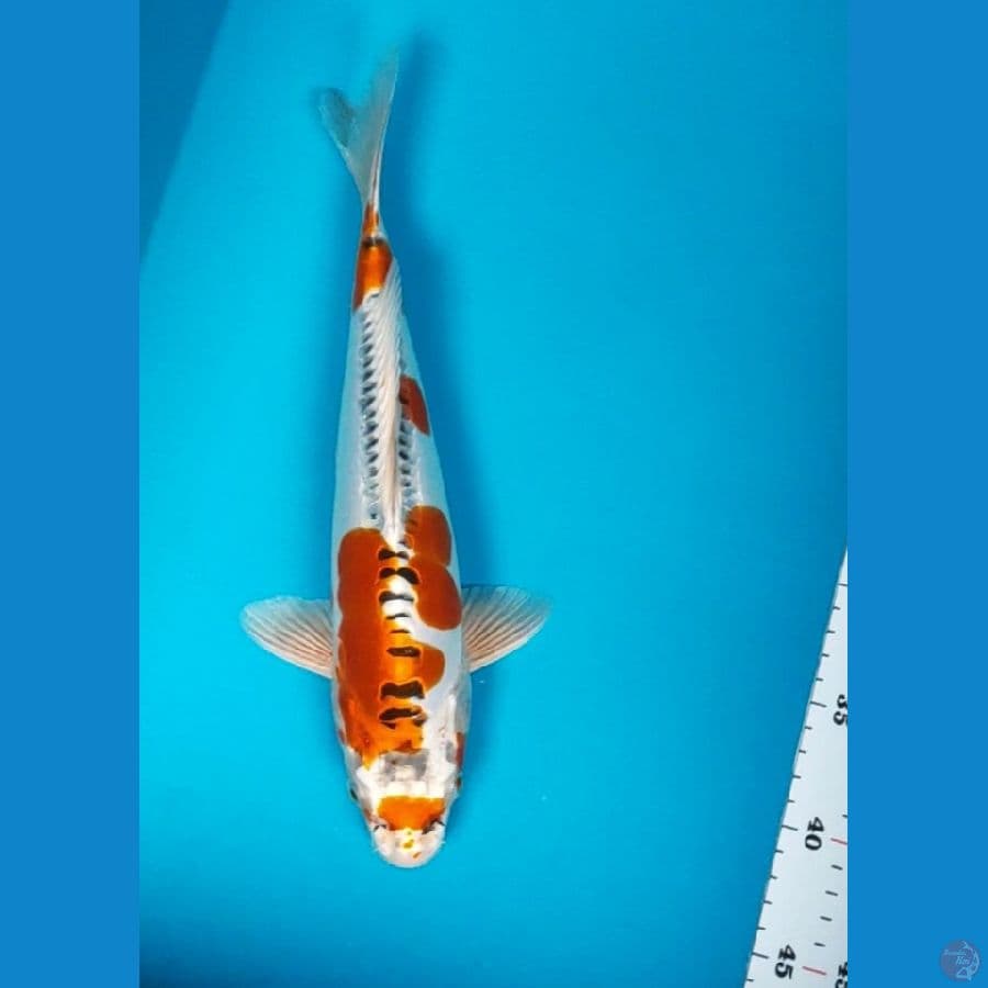 kujaku doit strong 32cm male