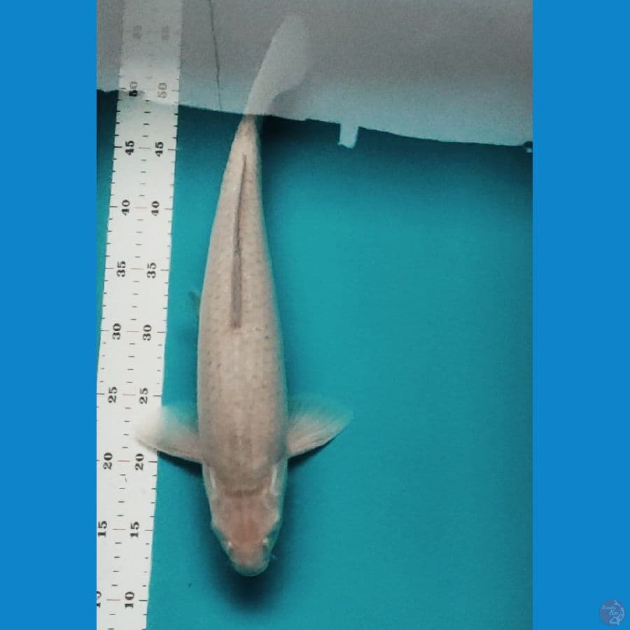 soragoi jos 44cm male