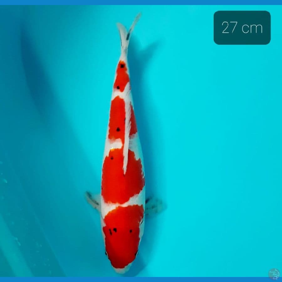 Kohaku