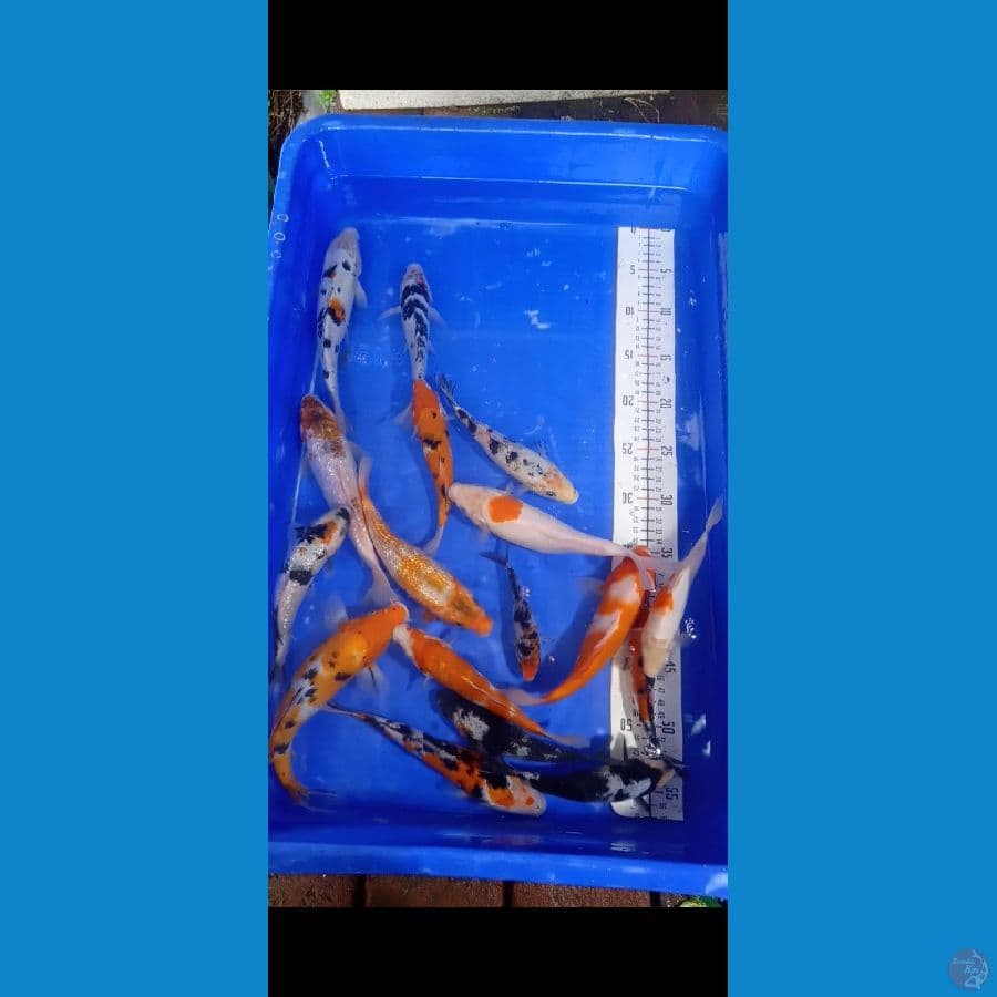 mix