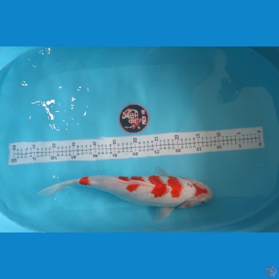 kohaku 40BU
