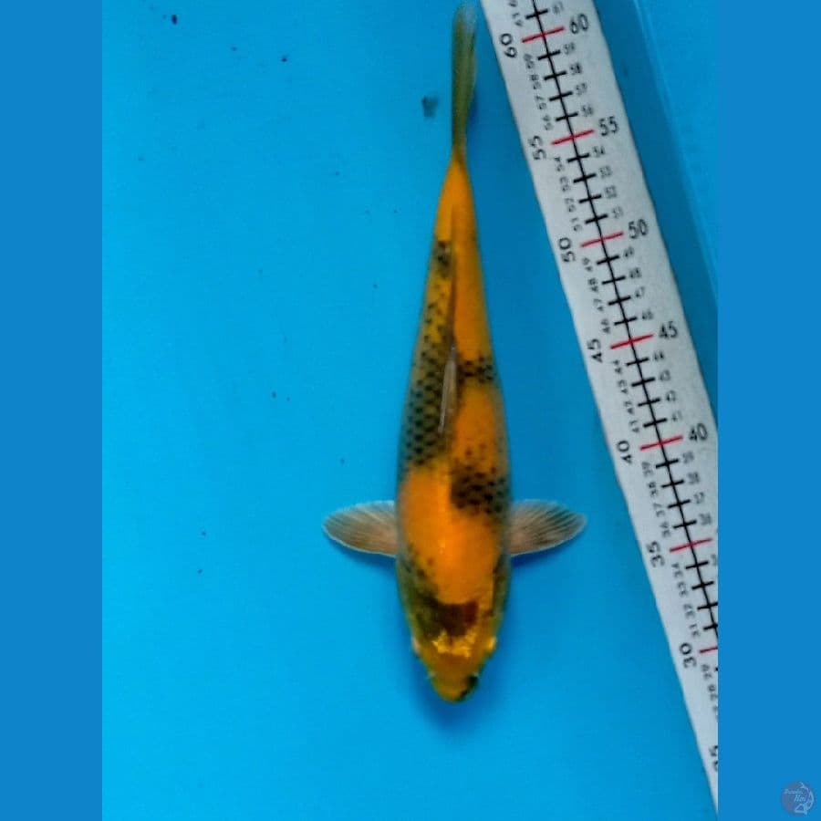 ki utsuri 32cm