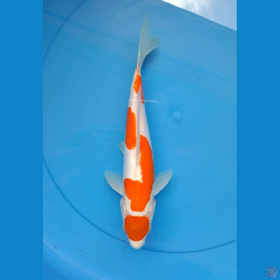 Kohaku Maruten doitsu 28 cm