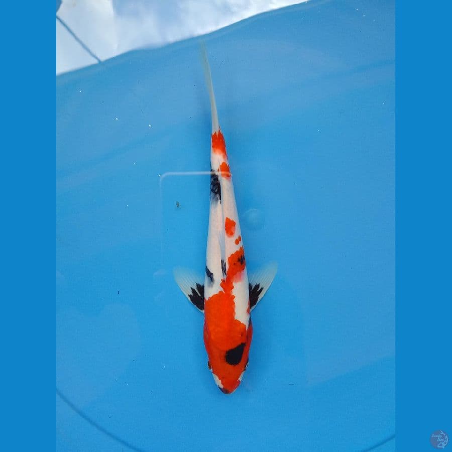 Kindai showa 24 cm