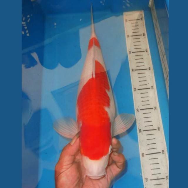 SENSUIKAN KOHAKU RUDAL