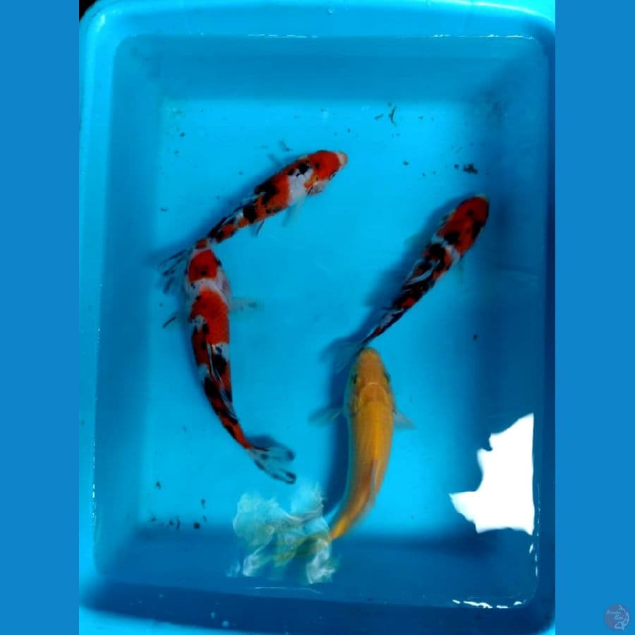 paket mix 4 ekor bisa buat penghias kolam