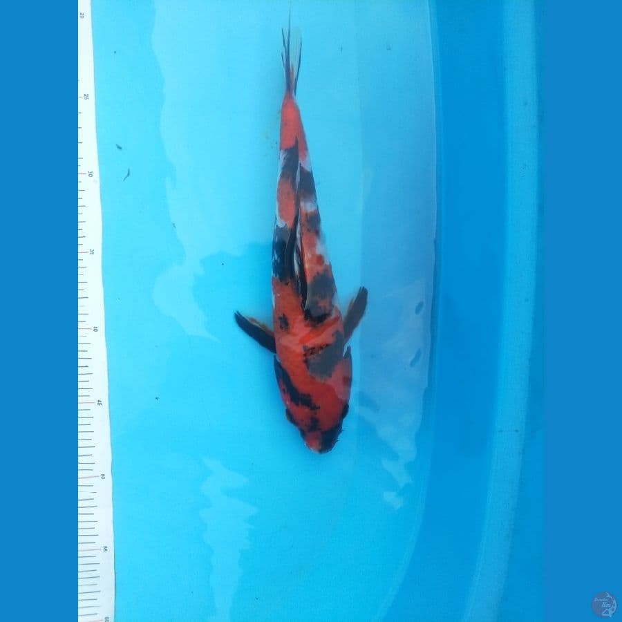Showa 28 cm