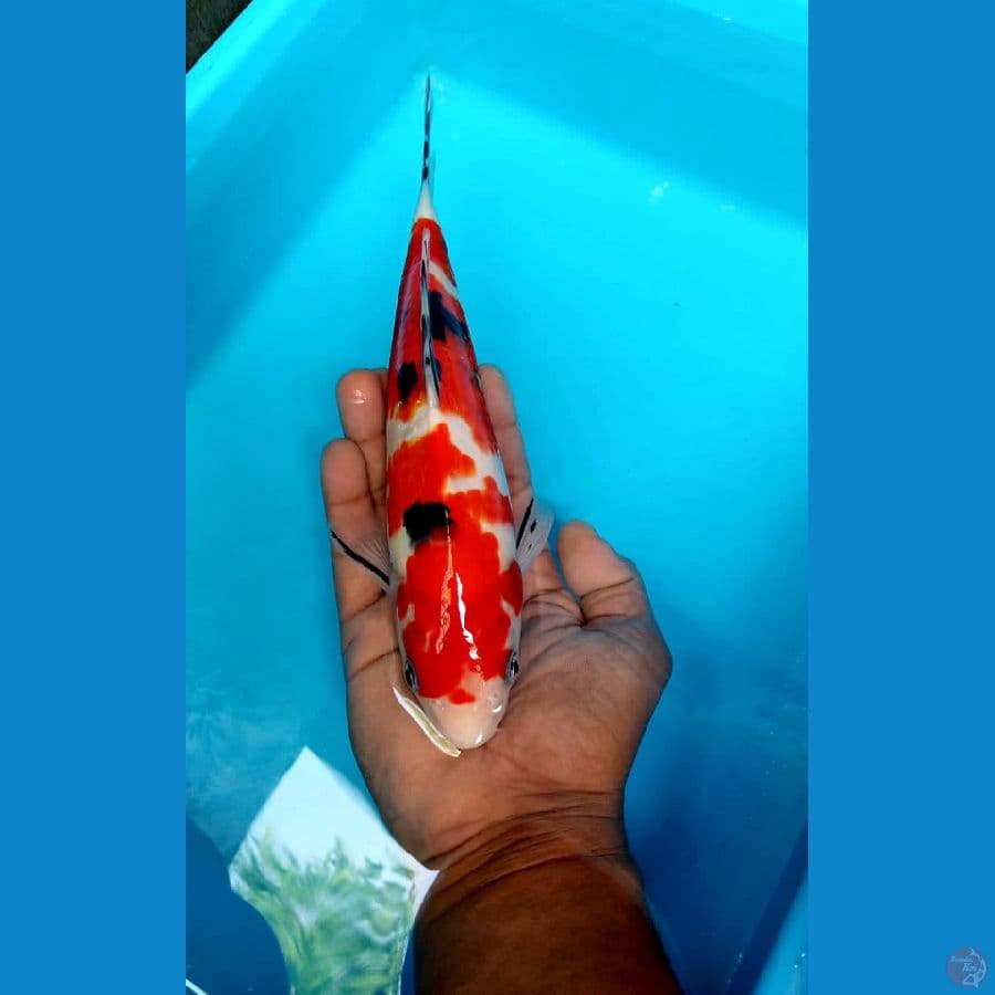red sanke size 25 up