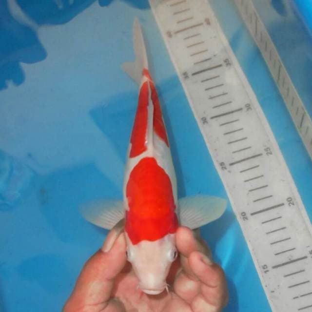 KOHAKU MERONA