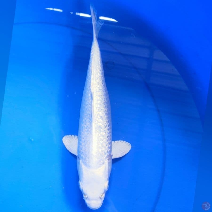 platinum gindrin 30cm