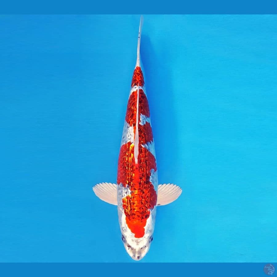ASAHI LAVA 2 ~ KUJAKU GIN RIN 31 cm/male ™