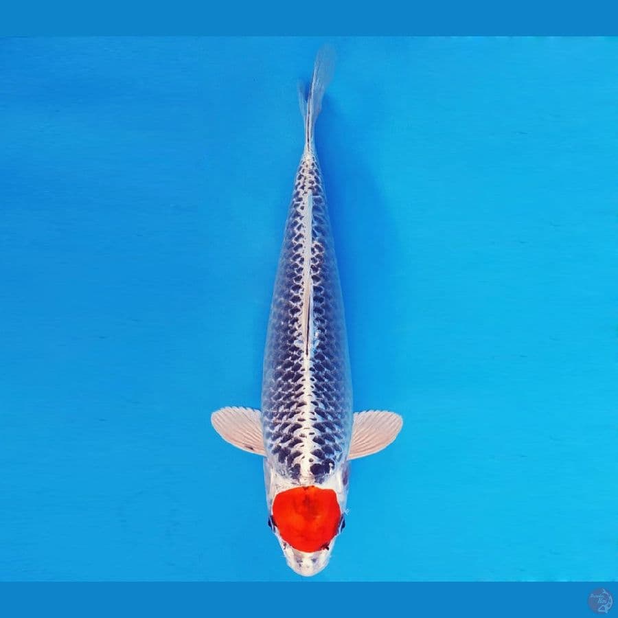 ASAHI LAVA 3 ~ TANCHO KUJAKU 34 cm/fm ™