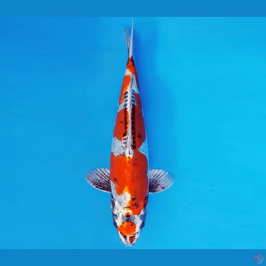 ASAHI LAVA 4 ~ MARUTEN KIKOKURYU 34 cm/fm ™