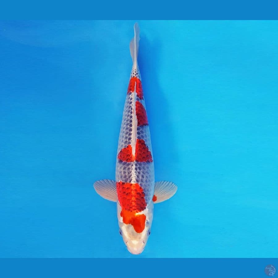 ASAHI LAVA 5 ~ GOSHIKI 39 cm/male ™
