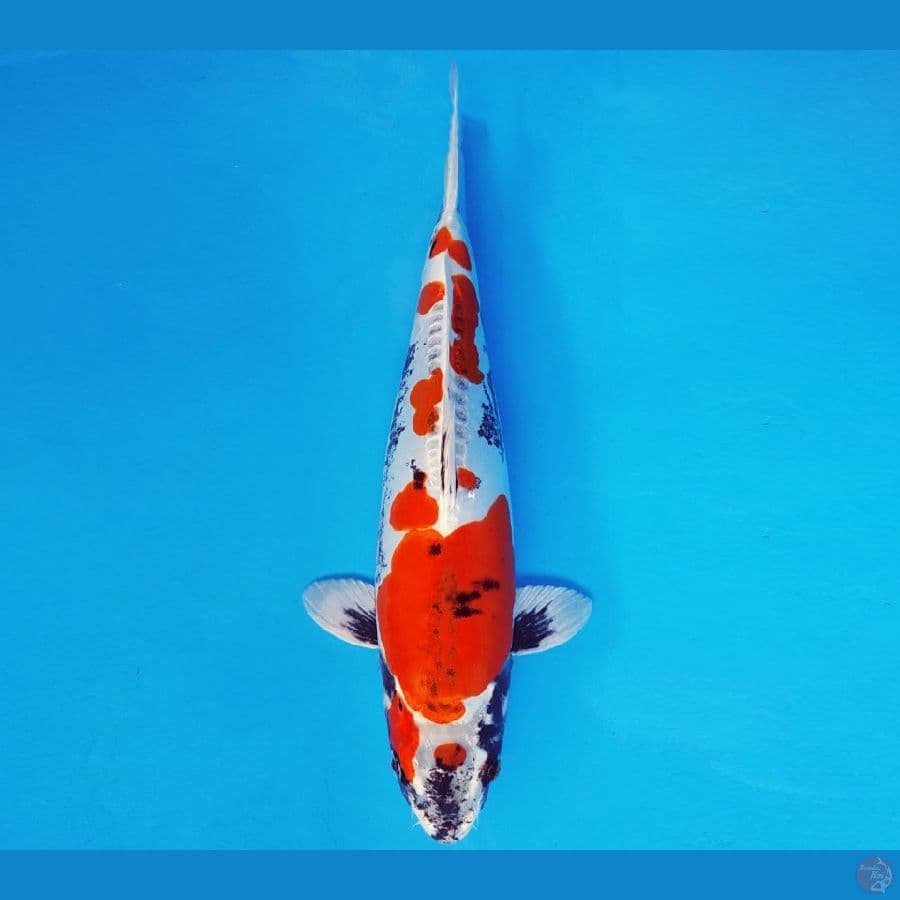 ASAHI LAVA 7 ~ BENI KUMONRYU 34 cm/fm ™