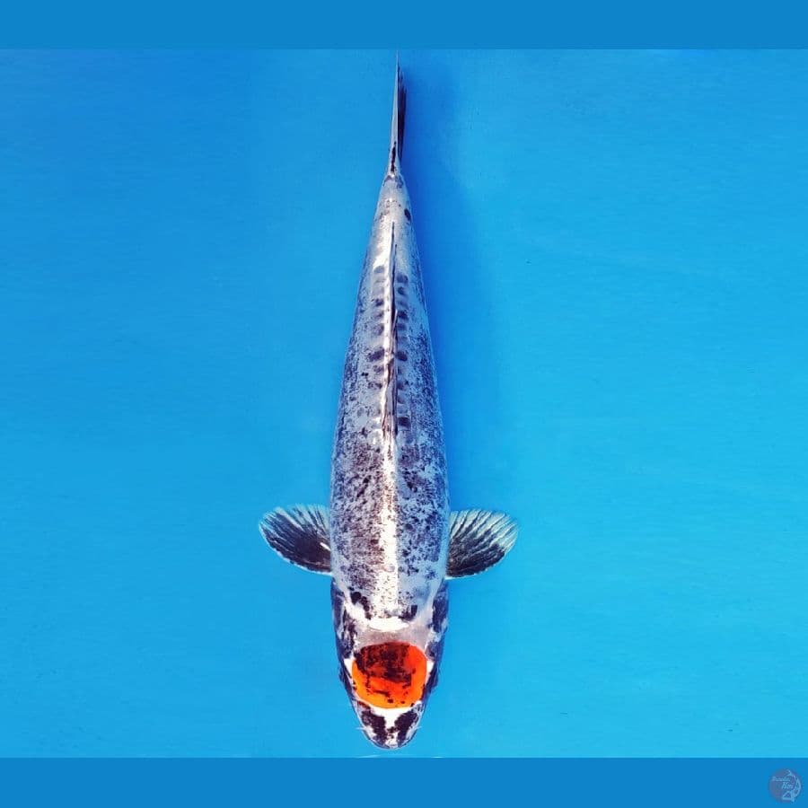 ASAHI LAVA 8 ~ TANCHO KIKOKURYU 31 cm/fm ™