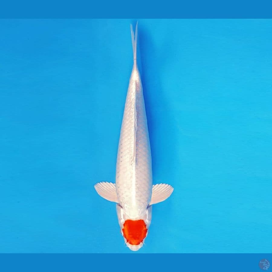ASAHI LAVA 11 ~ TANCHO HIKARI 34 cm/male ™