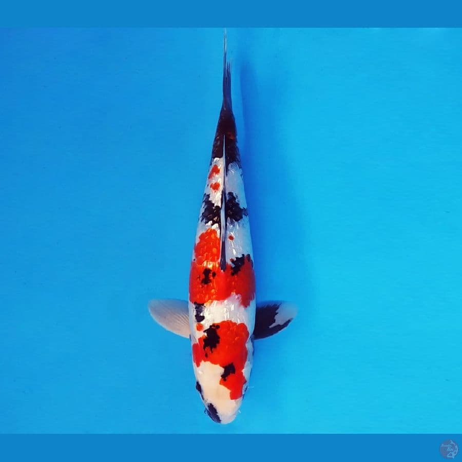 ASAHI LAVA 12 ~ KINDAI SHOWA GIN RIN 33 cm/male ™
