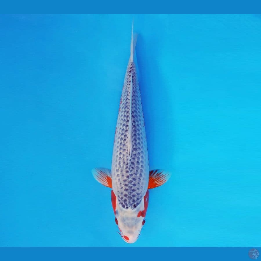 ASAHI LAVA 13 ~ ASAGI 34 cm/fm ™