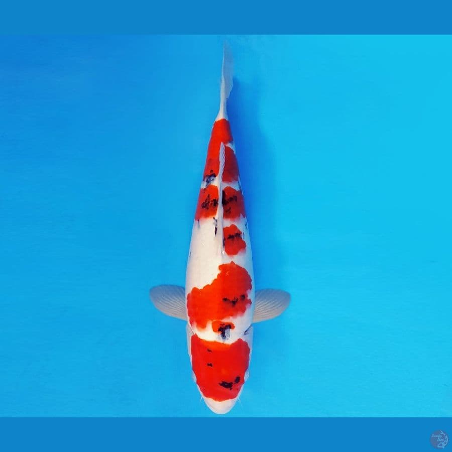 ASAHI LAVA 16 ~ SANKE JUMBO 40 cm/fm ™