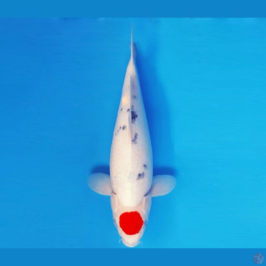 ASAHI LAVA 18 ~ TANCHO SANKE JUMBO 36 cm/fm ™