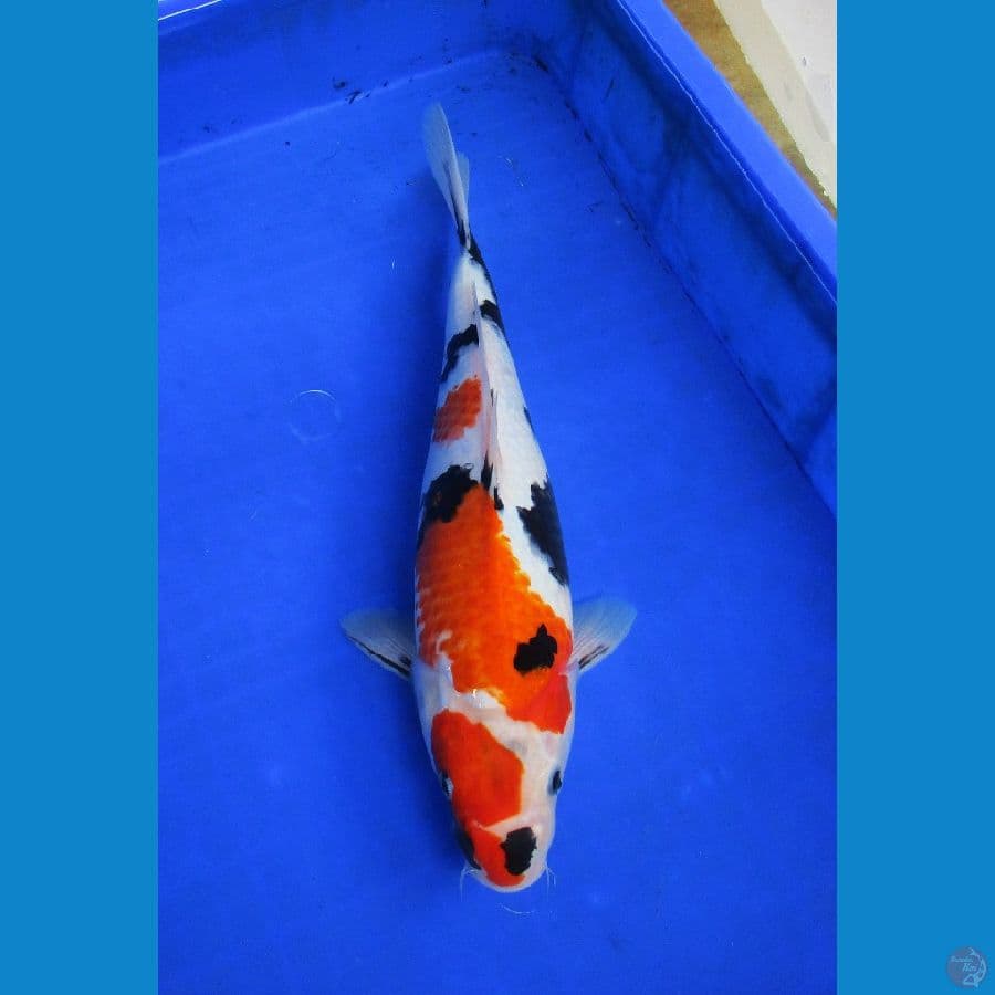 showa sansoku ±36cm