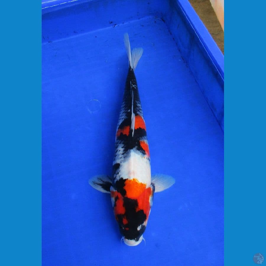 showa sansoku ±37cm