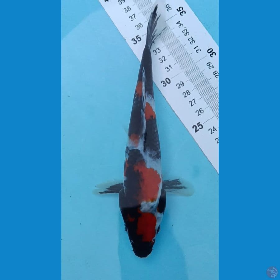 Showa 22cm