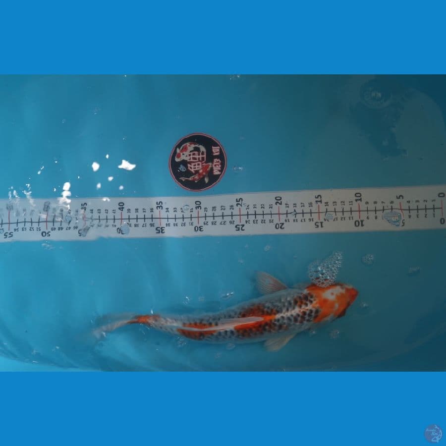 kujaku 34cm