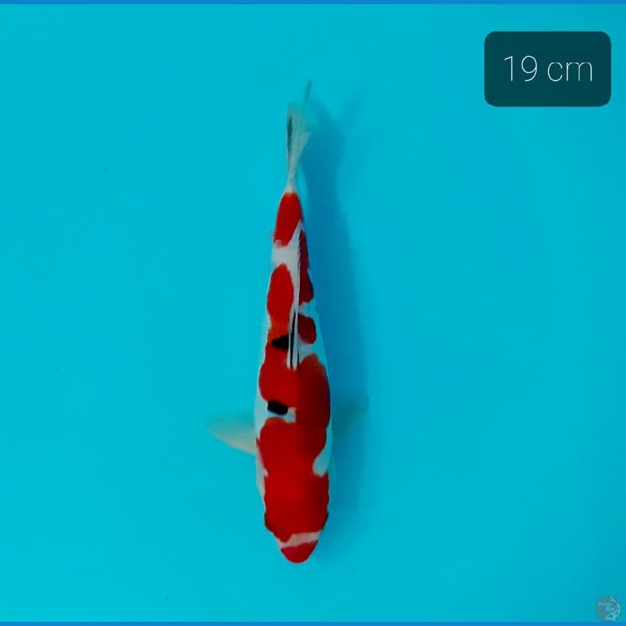 original doitsu 19 cm