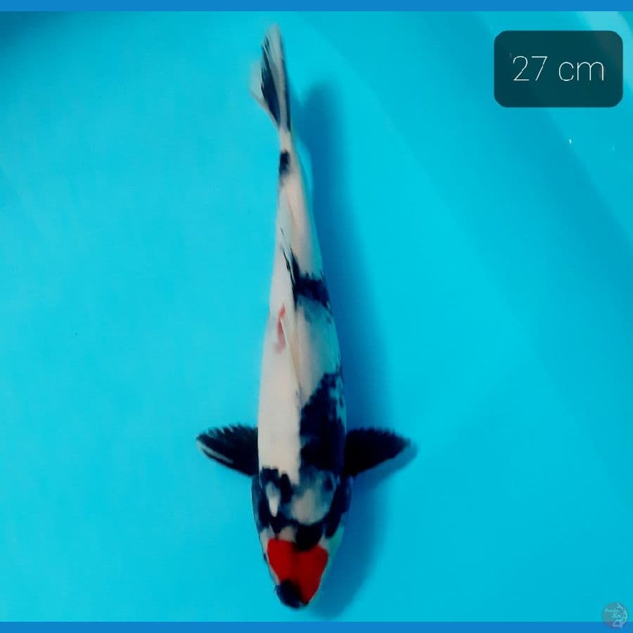 tancho showa 27 cm