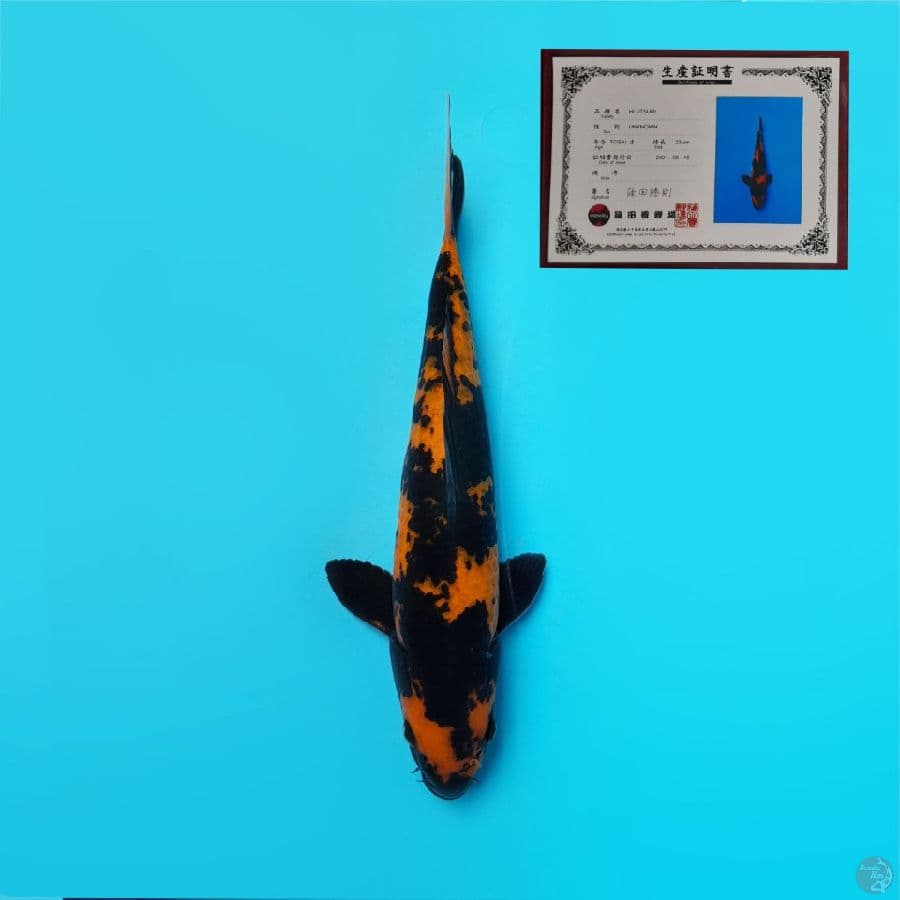 HIUTSURI SHINODA 30 Cm