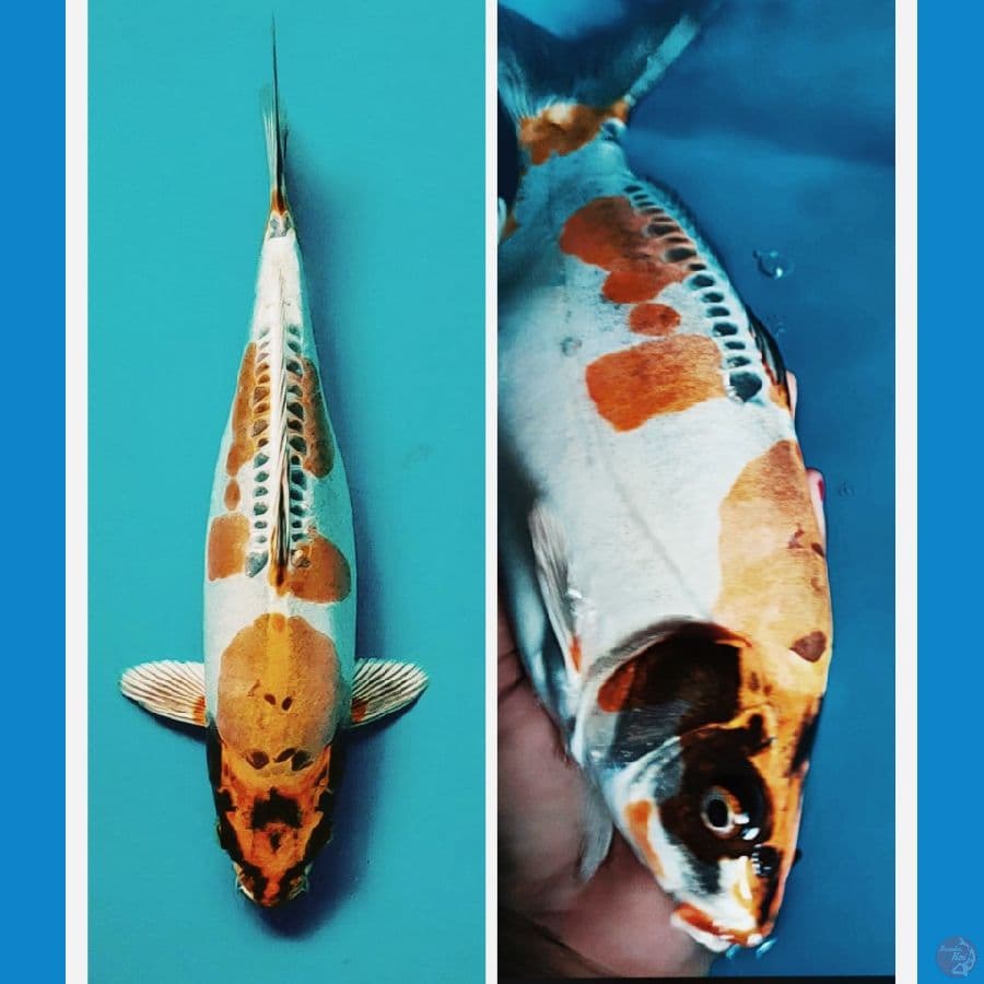 kiko punuk 30cm