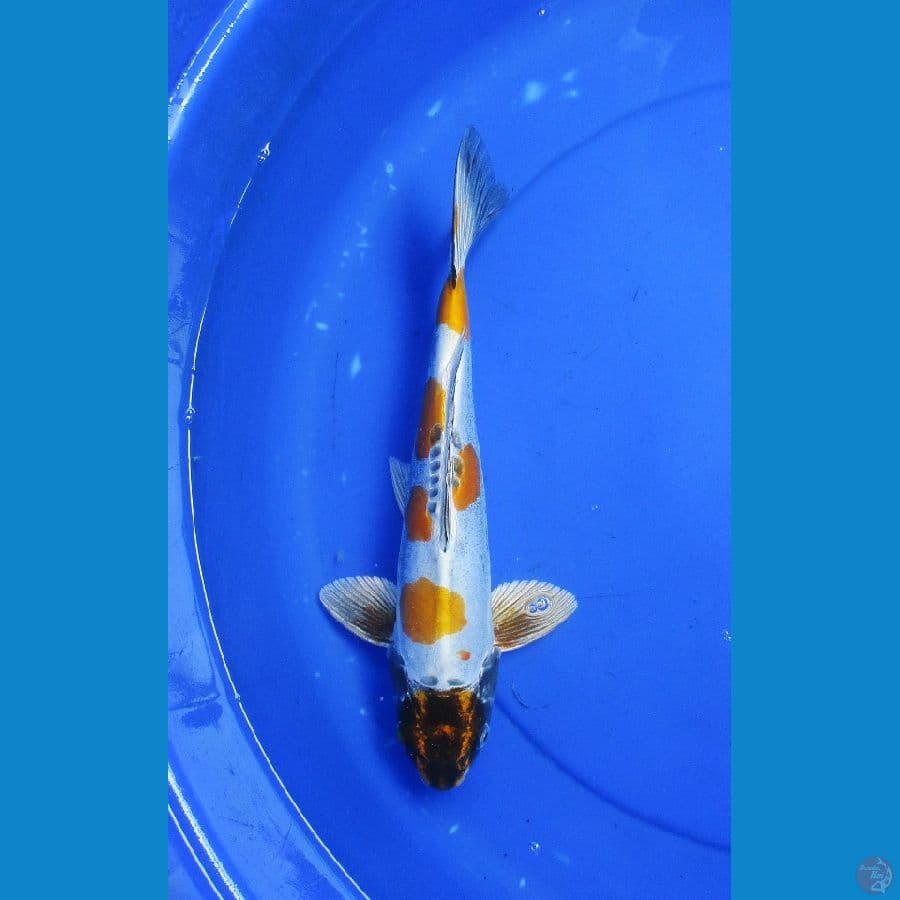kikokuryu ±35cm