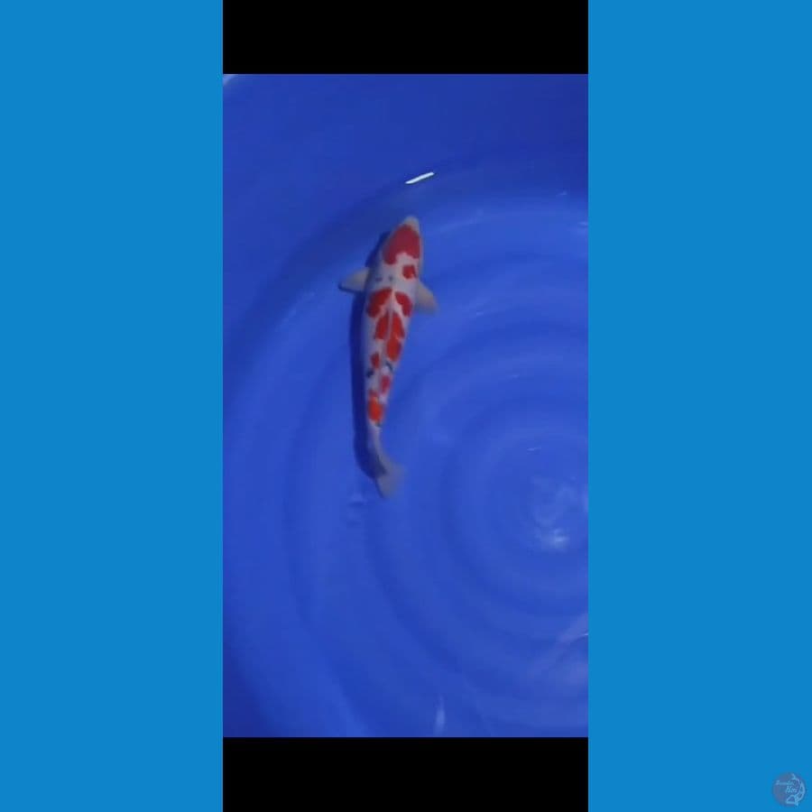 SANKE 38 CM MALE - ARIAKA KOI FARM