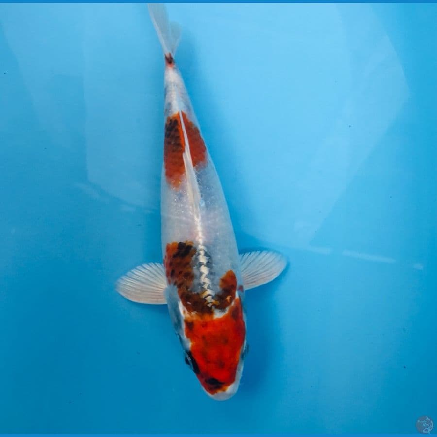 showa hikari, 23 cm