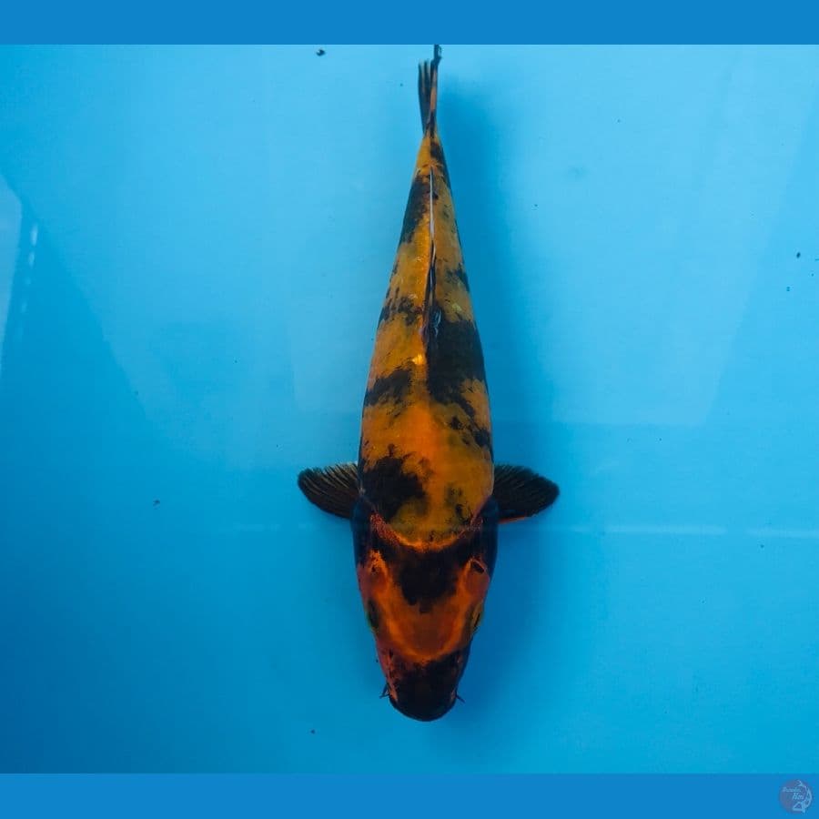 utsuri, 23 cm