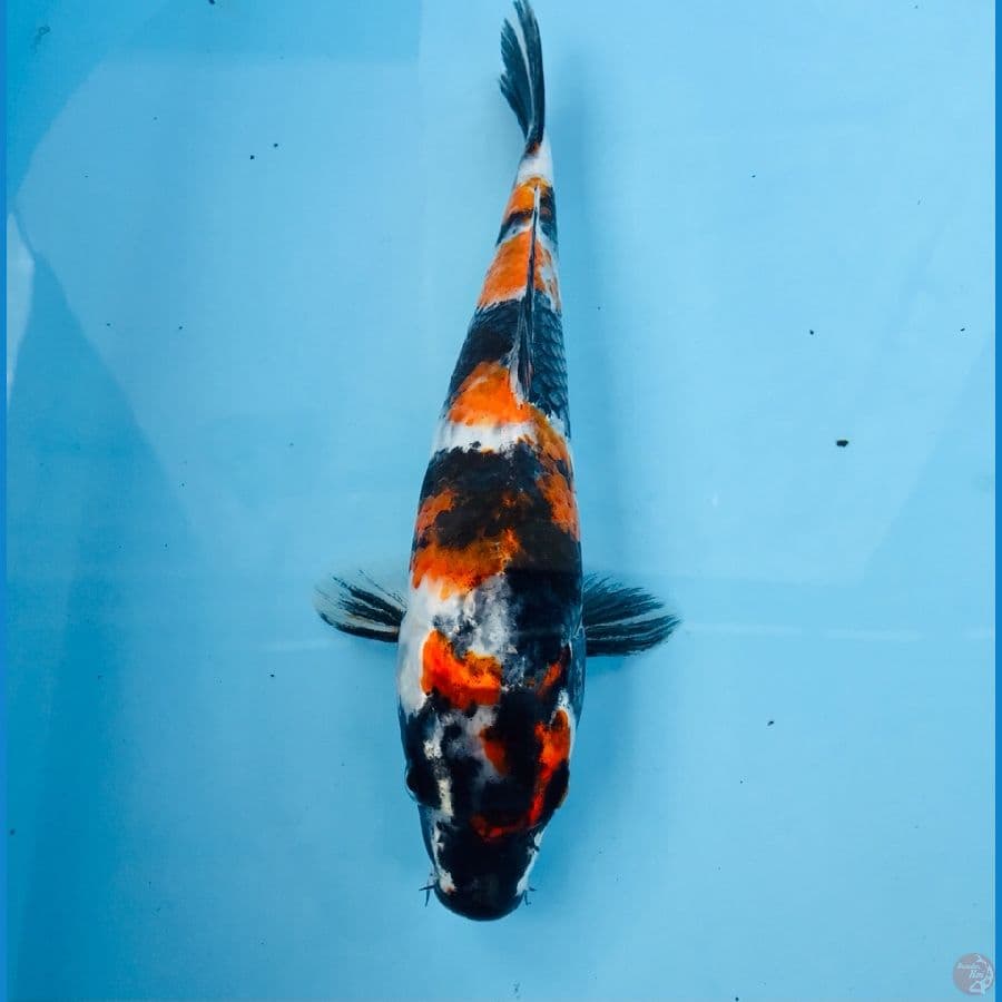 showa, 26 cm