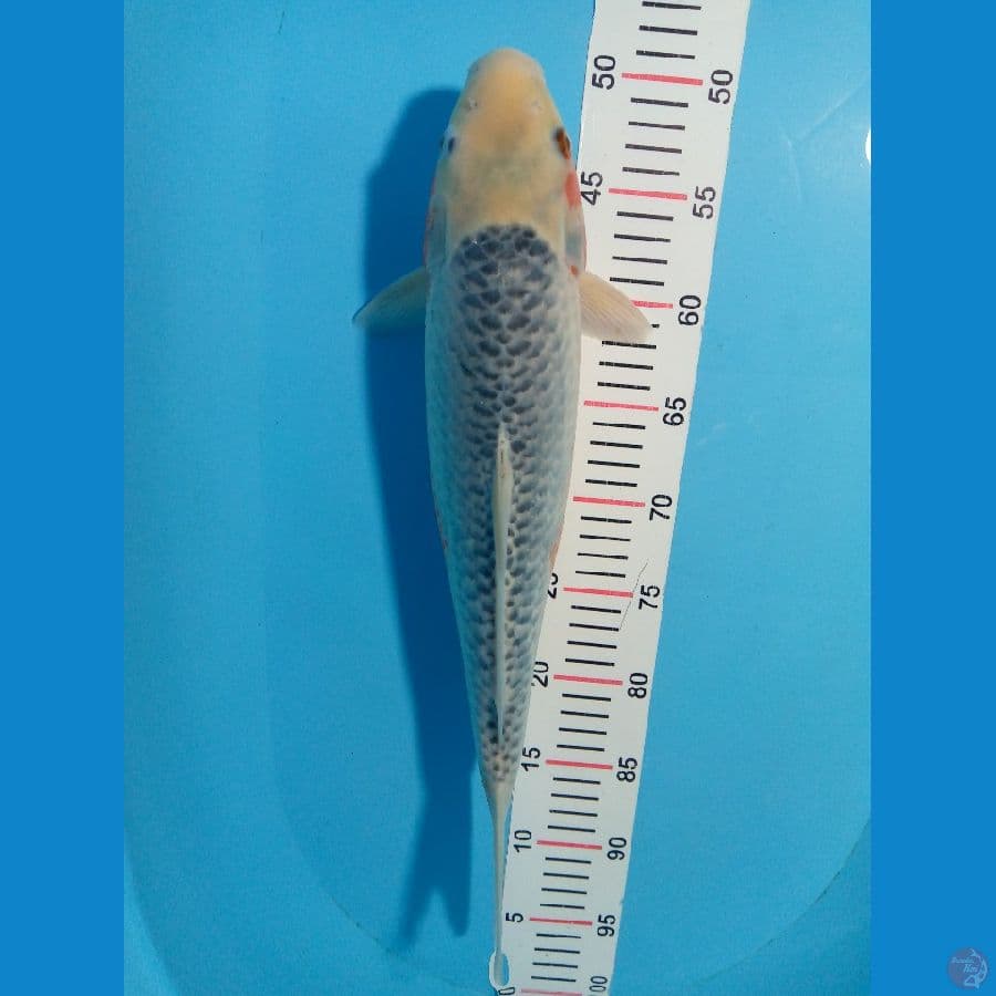 Muray koifarm - asagi 41 cm