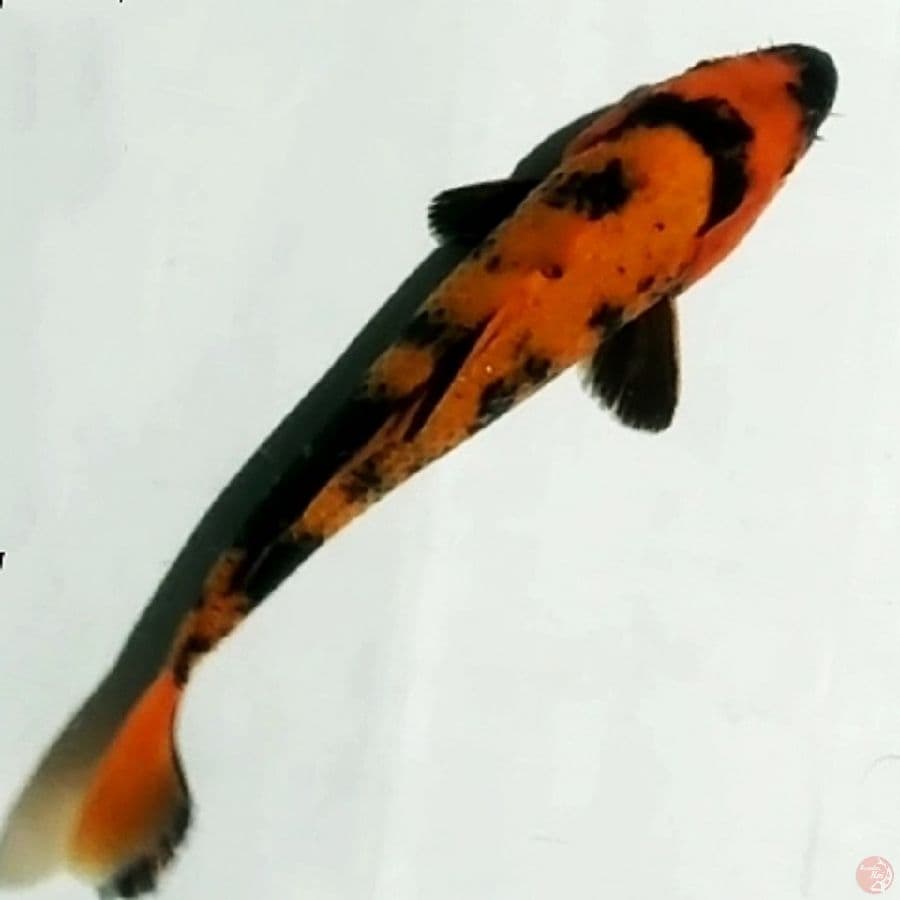 HI UTSURI , 22cm