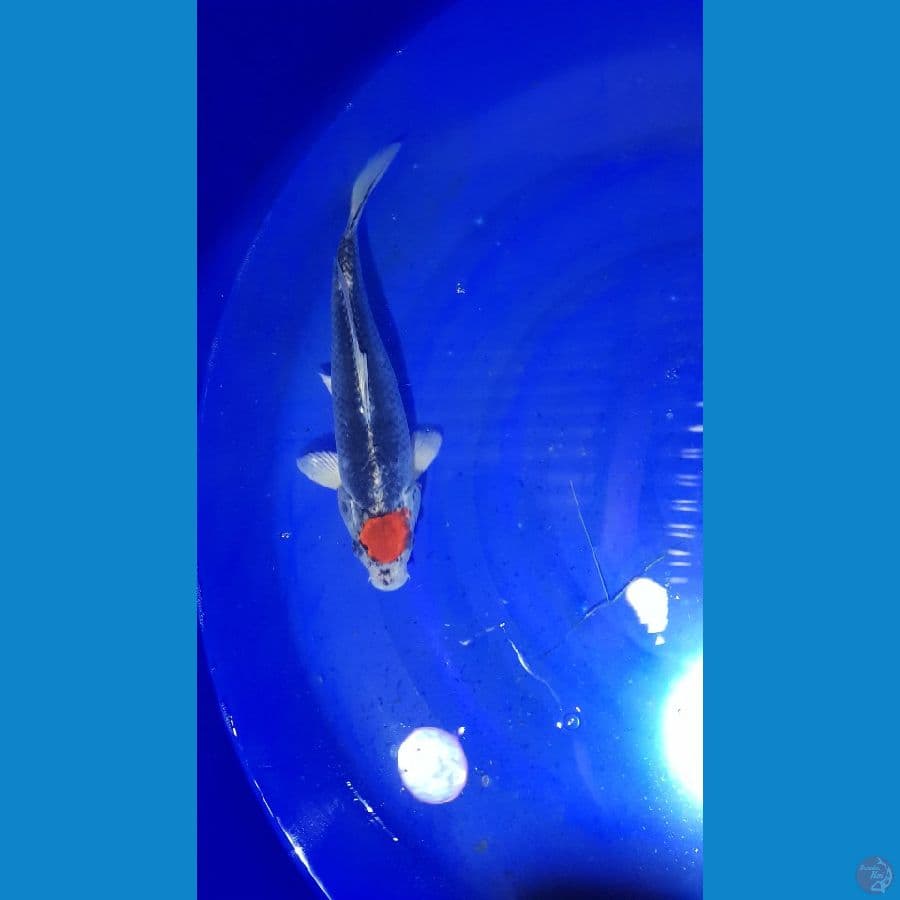 tanco kuro goshiki ori 30cm/female