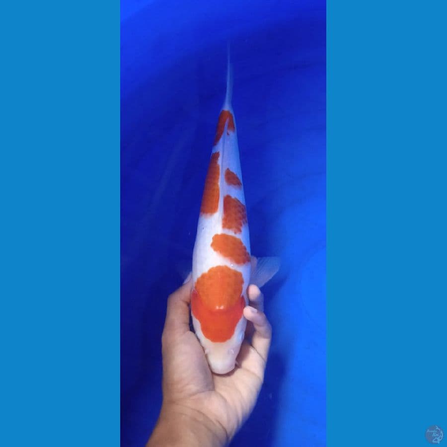 kuhaku patren 32 cm