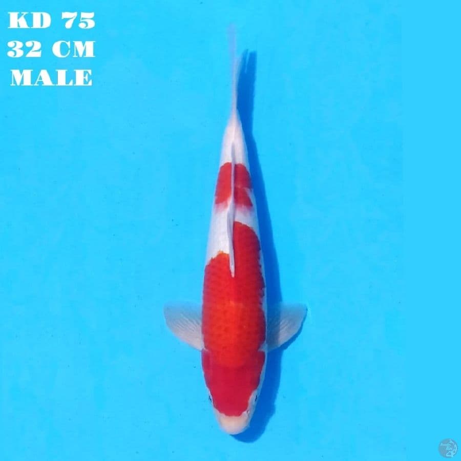 kohaku merah tebal original