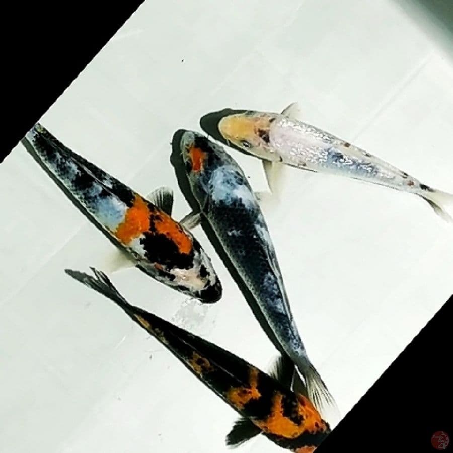 showa, shiro, utsuri mix ginrin 4ekr/20_23cm