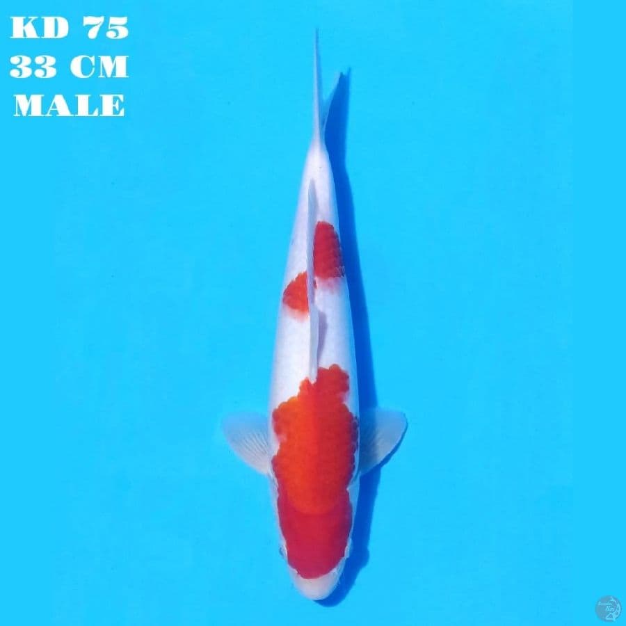 KOHAKU 2 STEP ORIGINAL
